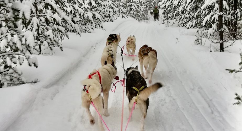 29 38 Lapland 36 29 38 Lapland 36